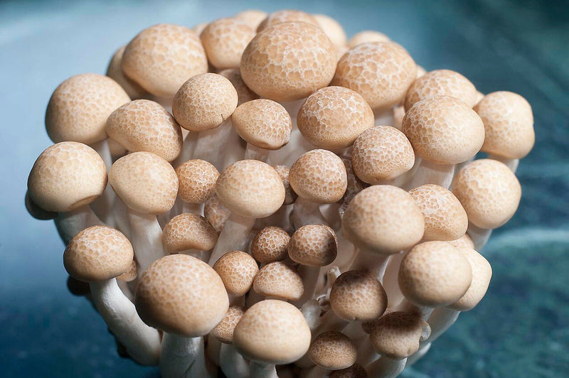 Mushroom Growing Kit - 6 Jars Grow Mushrooms Fast!