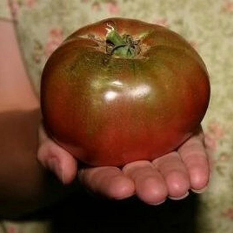 100 Heirloom Purple Tomato Cherokee Lycopersicon Fruit Vegetable Garden Seeds